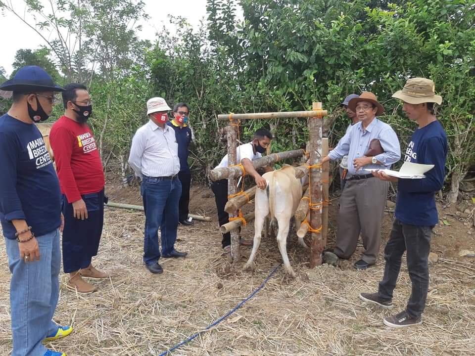 Unhas Panen Raya Sapi Bali Maiwa Breeding Center di Barru