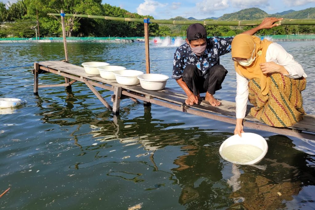 Prof Dwia Tebar Sejuta Benih Benur di Tambak Eduwisata Unhas Barru