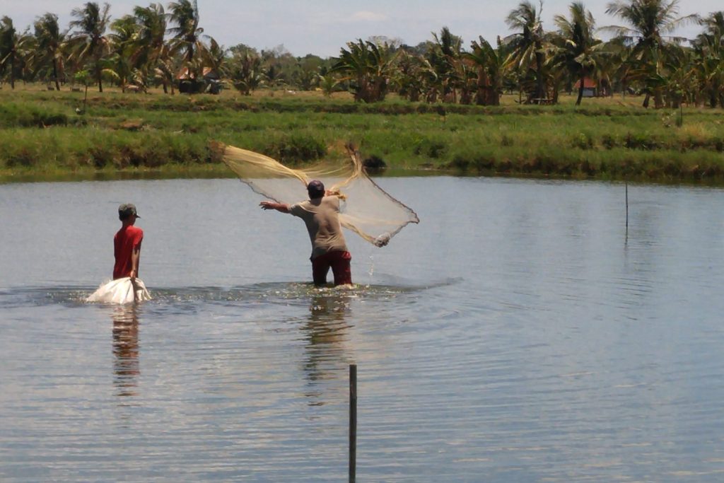 Hasil Tambak Unhas Dukung Ketersedian Pemenuhan Kebutuhan Pelaku Usaha