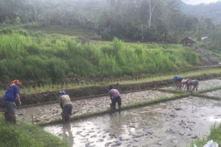 Faperta Unhas Kerja Sama MPM Kondoran Toraja Lakukan Pengembangan Budidaya Tanaman Organik