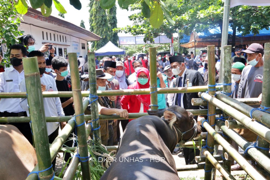 Unhas Panen Raya Bibit Sapi Bali di Maiwa Breeding Center Kabupaten Barru