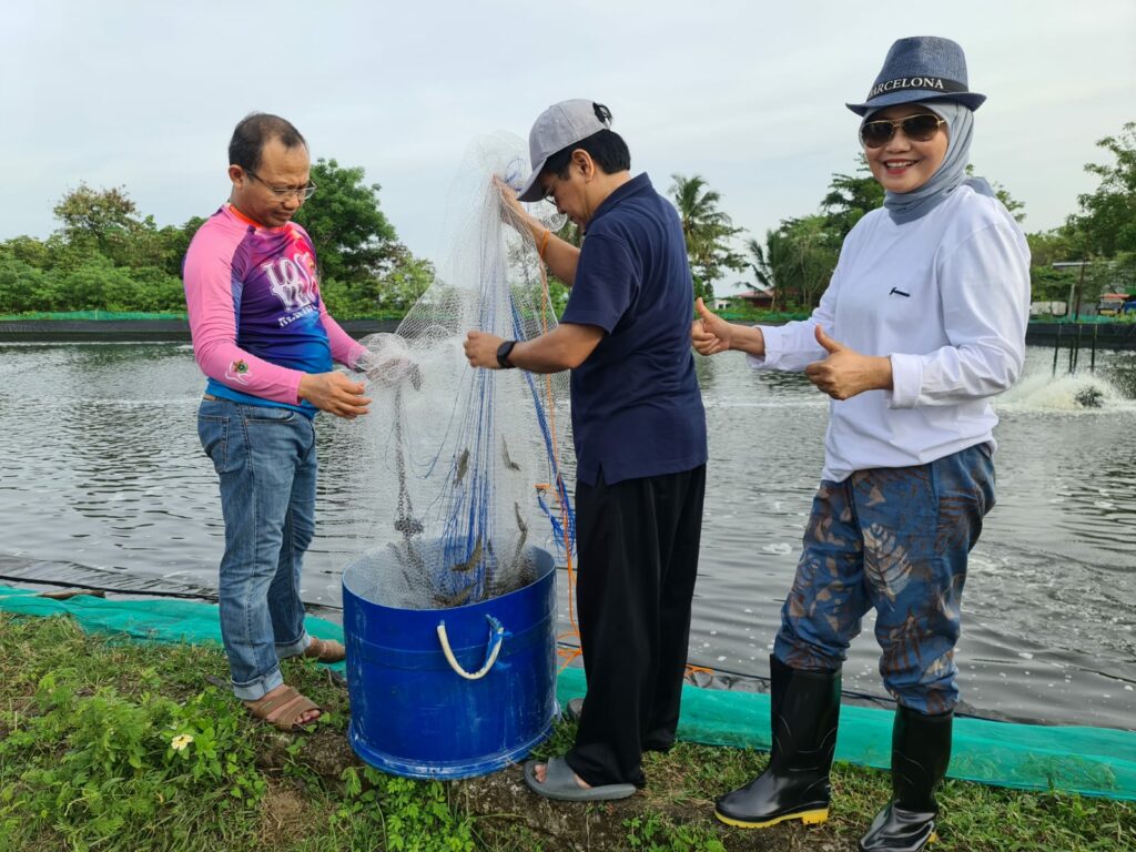 Rektor Unhas Panen Udang Vaname di Tambak Intensif Eduwisata Kabupaten Barru