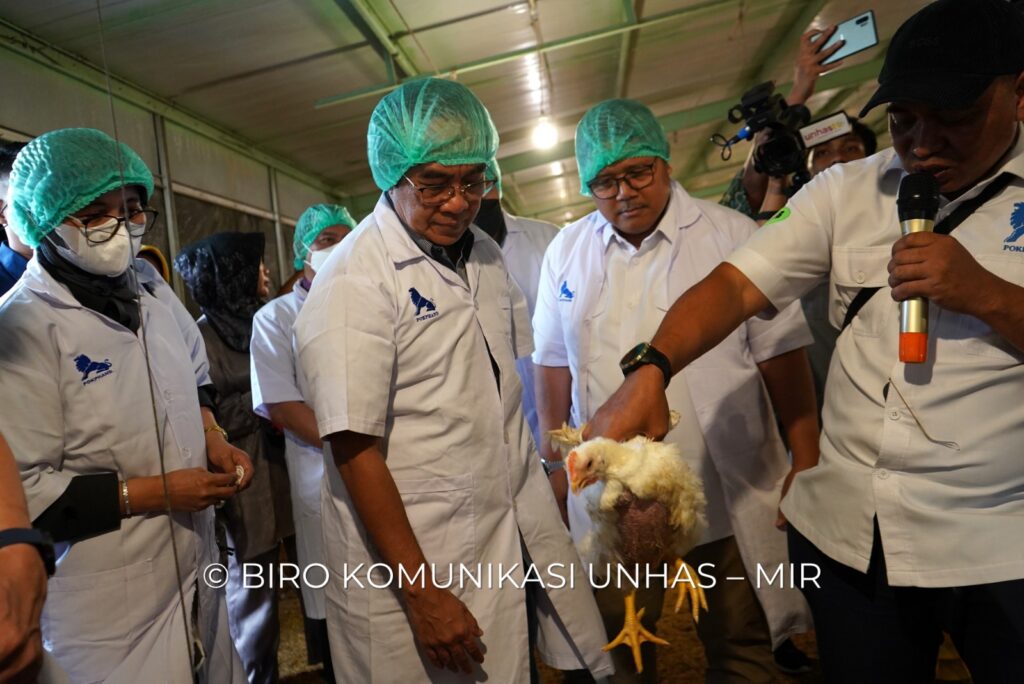 Panen Ayam di Unit Closed House Peternakan Unhas