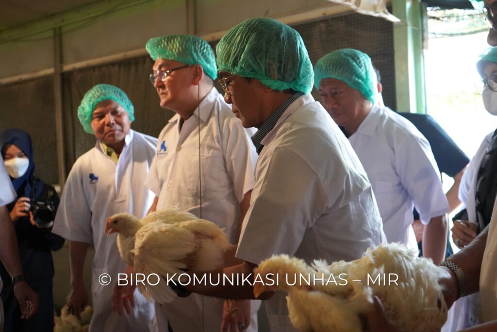 Rektor Unhas Ikut Panen Ayam di Unit Closed House Fakultas Peternakan