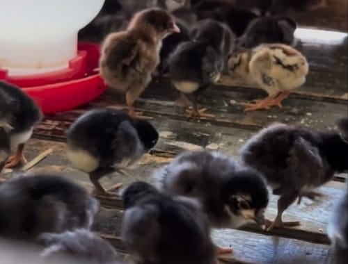 Fakultas Peternakan Unhas Serahkan Ratusan Ekor DOC Ayam Kampung ke Masyarakat Lembah Pangi, Kab. Barru