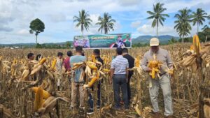Panen Jagung JJUH 02, Unhas Dorong Pemberdayaan Petani