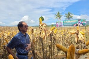 Panen Jagung JJUH 02, Unhas Dorong Pemberdayaan Petani
