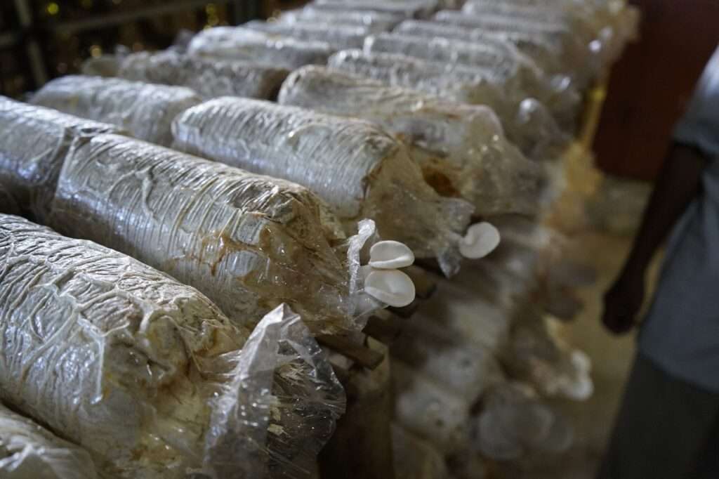 Unhas Produksi Jamur Tiram di Kampung Rimba, Konsep Budidaya Berkelanjutan