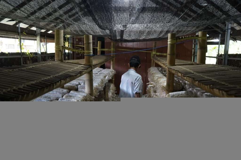 Unhas Produksi Jamur Tiram di Kampung Rimba, Konsep Budidaya Berkelanjutan