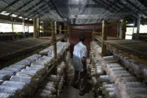 Unhas Produksi Jamur Tiram di Kampung Rimba, Konsep Budidaya Berkelanjutan