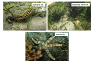 Kolase Synapta, bulu babi, dan bintang laut
