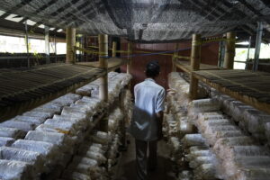 Jamur Tiram Unhas Dari Riset Kampus hingga Pemberdayaan Masyarakat 1