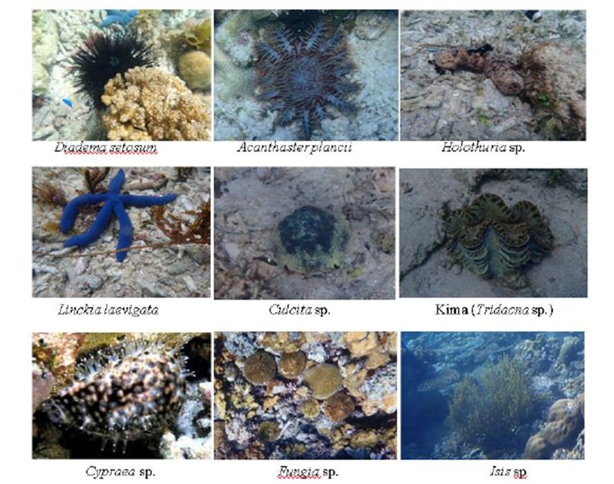 FIKP Unhas dan Pemprov Sulsel Susun Rencana Zonasi Kawasan Konservasi Teluk Bone