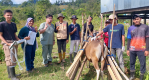 Group restraining cow in wooden cattle chute outdoors