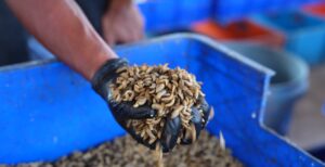 Gloved hand holding mealworms over blue container