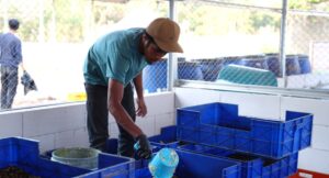 Worker sorting material into blue crates indoors