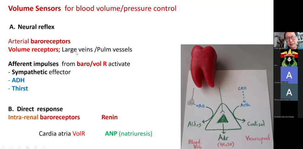 Slide on blood volume sensors and reflexes