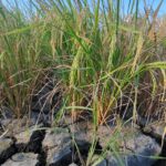 Rice plants growing above severely cracked, dry soil