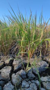 Rice plants growing above severely cracked, dry soil