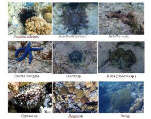 Kolase sembilan biota laut di terumbu karang