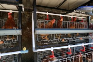 Manfaatkan Ayam Alope, Fapet Unhas Dorong Kemandirian Penyandang Disabilitas melalui Urban Farming
