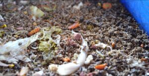 Maggots feeding on decomposing vegetable scraps in blue bin