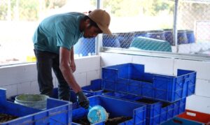 Fakultas Peternakan Unhas Kelola 2,8 Ton Sampah Organik, Kembangkan Budidaya Maggot