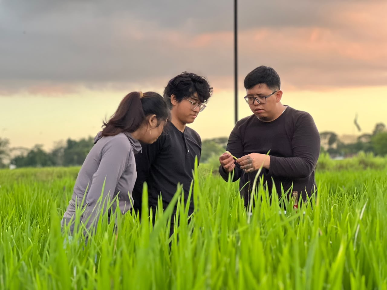 Three people examine rice plants in a field