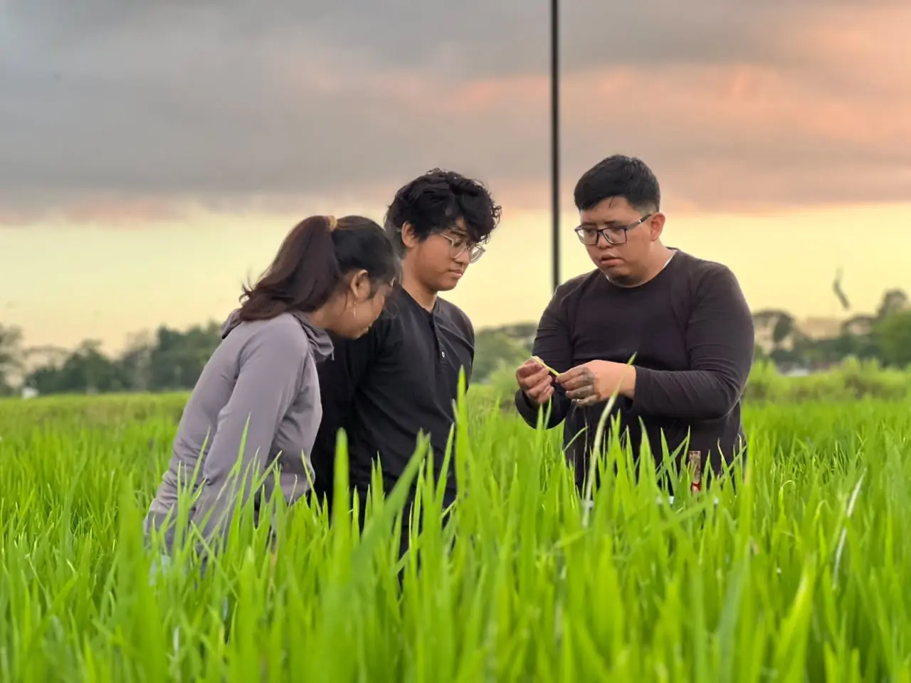 Three people examine rice plants in a field
