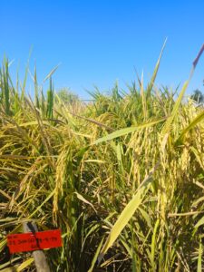 Mature rice plants in a sunny field