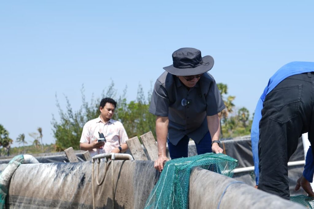 Unhas Panen 60 Ton Udang Vaname dari 11 Kolam Tambak di Jeneponto