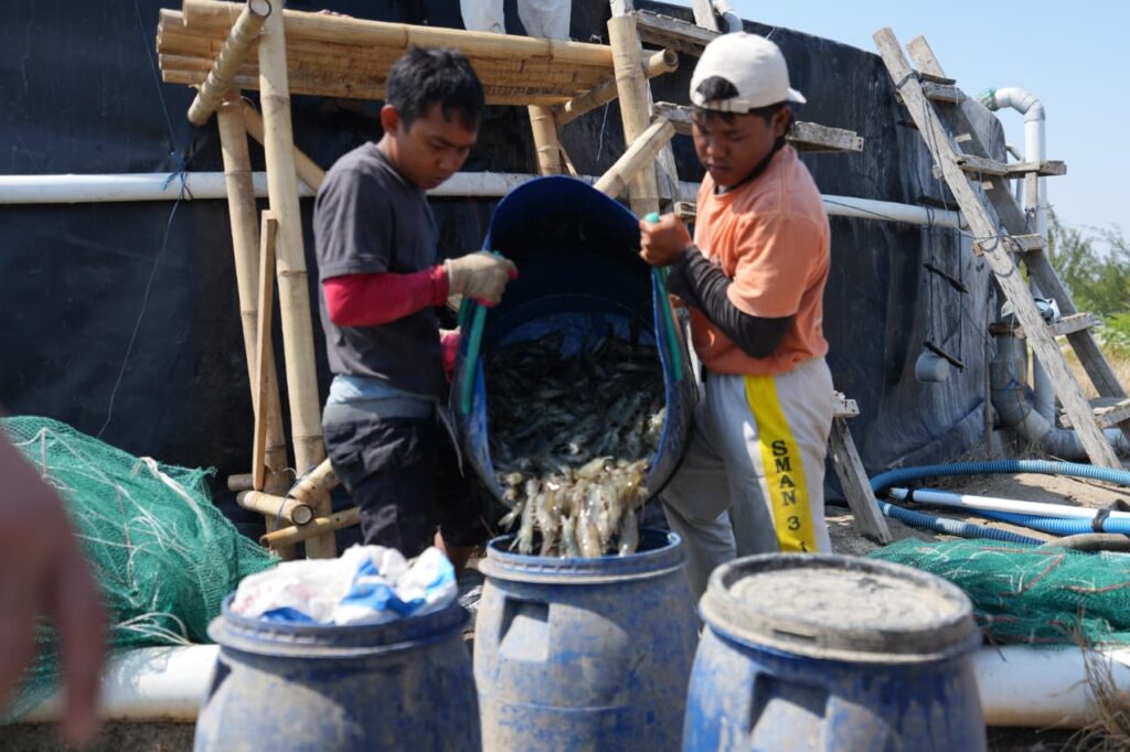 Unhas Panen 60 Ton Udang Vaname dari 11 Kolam Tambak di Jeneponto