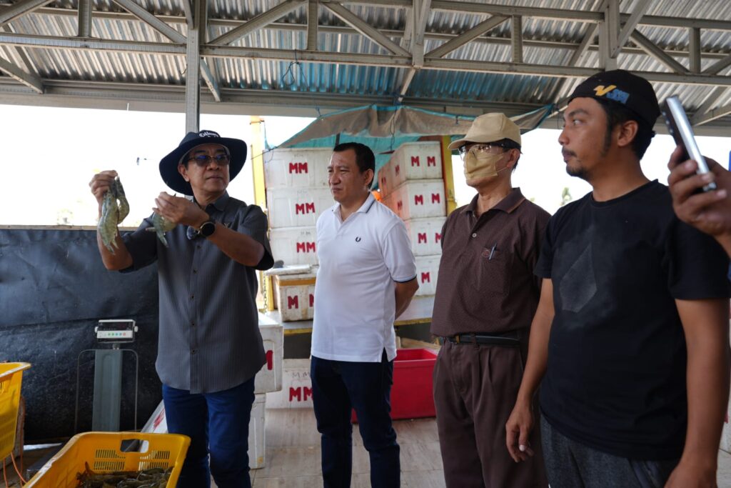 Unhas Panen 60 Ton Udang Vaname dari 11 Kolam Tambak di Jeneponto