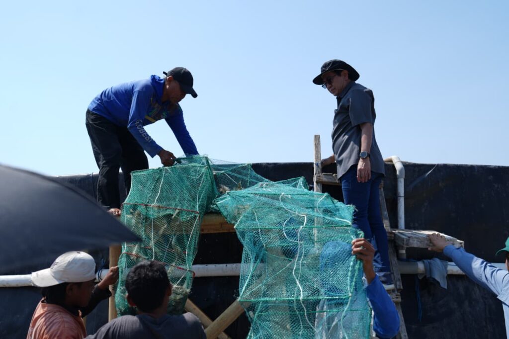 Unhas Panen 60 Ton Udang Vaname dari 11 Kolam Tambak di Jeneponto