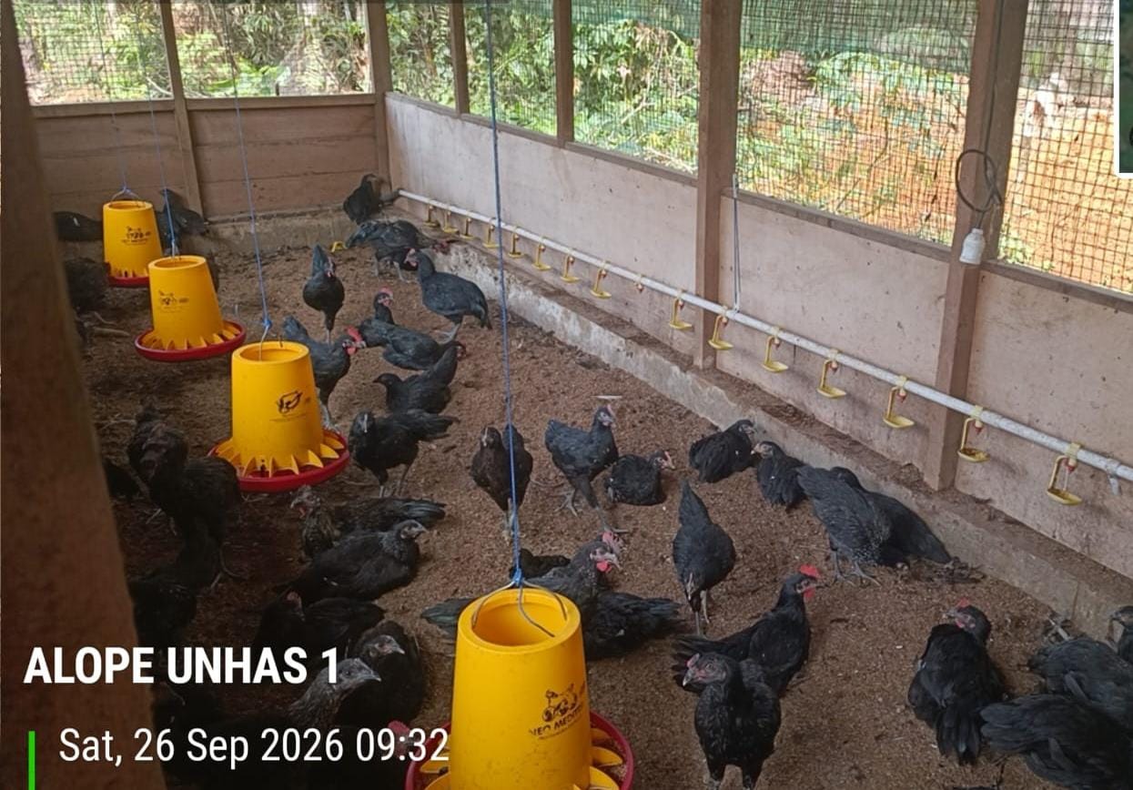 Fakultas Peternakan Unhas dan PT Vale Perkuat Hilirisasi Riset Ayam Alope Unhas 1 di Luwu Timur